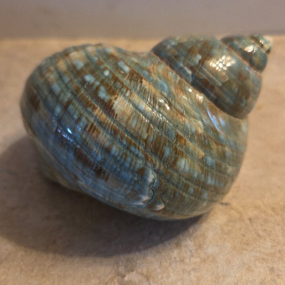 Sea Shell Aqua Blue Turbo Imperilis 4" Seashell Home Beach Decor - Picture 5 of 8
